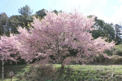 桜