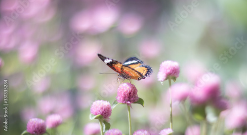 butterfly on a flower