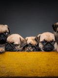 Pug puppies sitting in a box together
