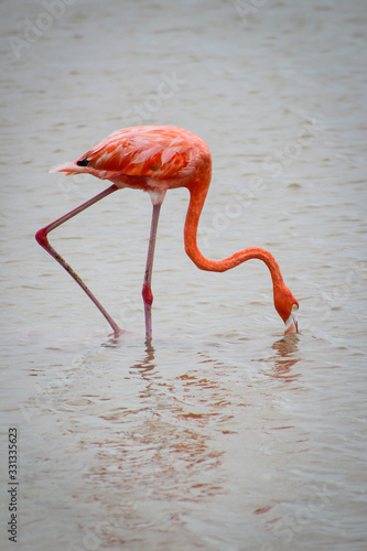 flamencos