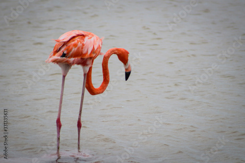 flamencos