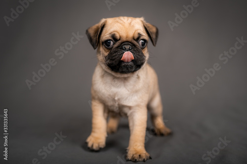 Pug puppy standing in front of the camera in the studio © Mitch