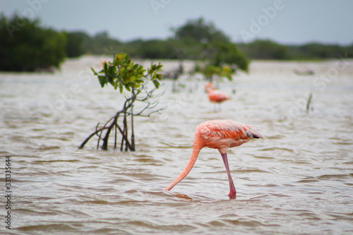 flamencos