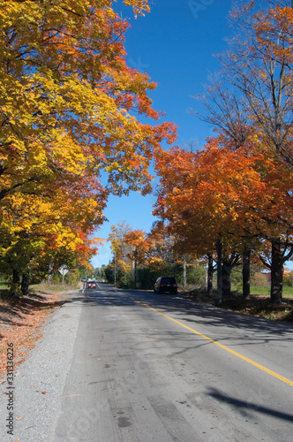 autumn trees