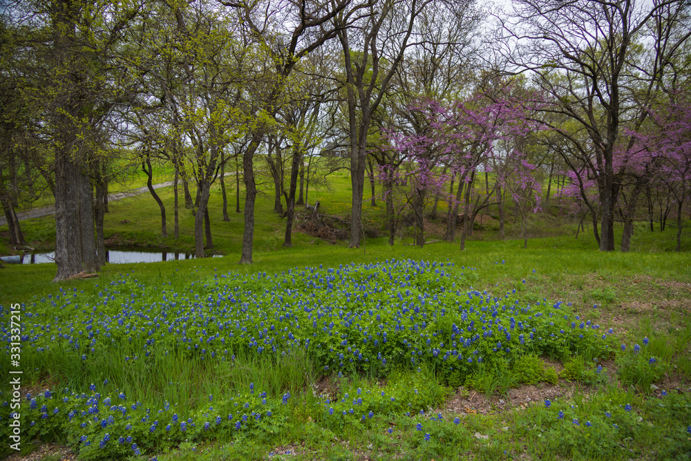 Bluebonnets in a meadow with large trees and pond in background