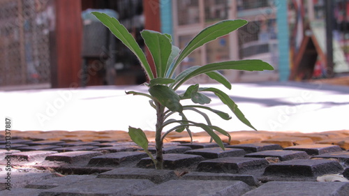 plants in pots