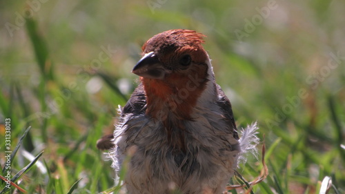 bird