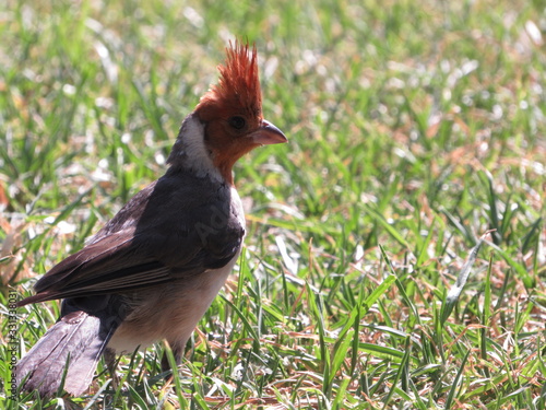 bird