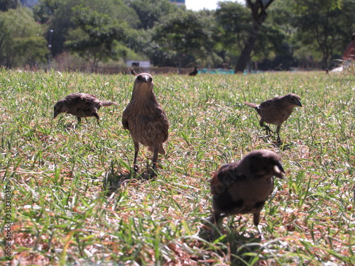 birds