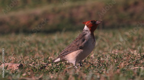 bird