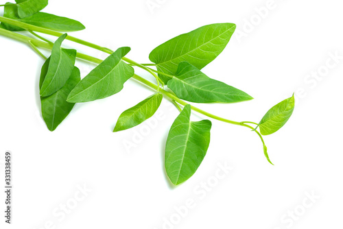 leaf of morning glory isolated on white background ,Green leaves pattern