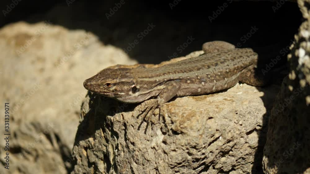 Small lizard on the warm stone in the sunshine Small lizard on the warm stone in the sunshine