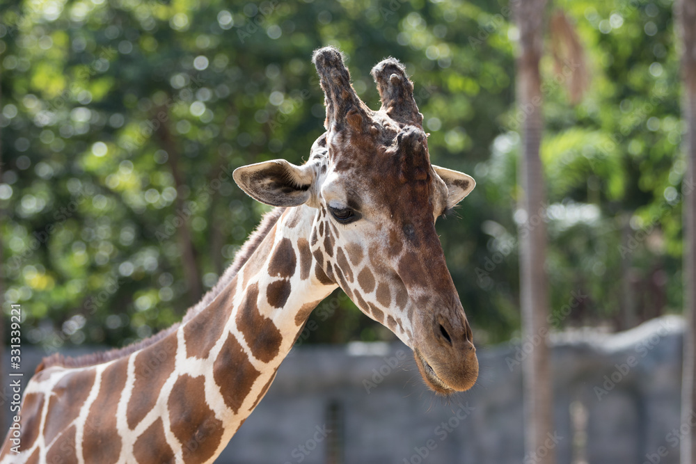 Fototapeta premium portrait of giraffe
