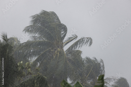 Palm trees blowing in the wind during hurricane