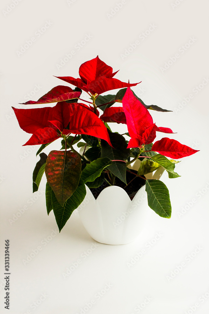 Red color, fresh poinsettia flower in white flowerpot with empty frame - obrazy, fototapety, plakaty 