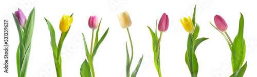 Beautiful tulip flowers on white background