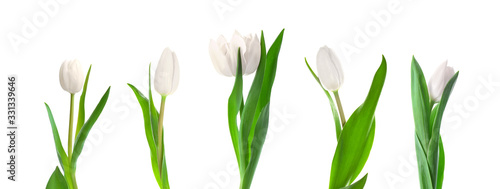 Fototapeta Naklejka Na Ścianę i Meble -  Beautiful tulip flowers on white background