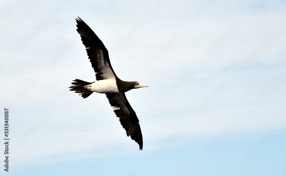 Seabird Brown Booby (Sula leucogaster) flying on the white, cloudy sky background.