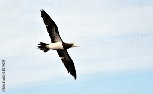 Seabird Brown Booby (Sula leucogaster) flying on the white, cloudy sky background. © Mariusz