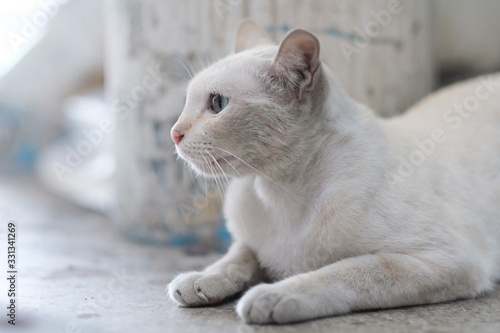Fototapeta Naklejka Na Ścianę i Meble -  A white little cute cat in the house