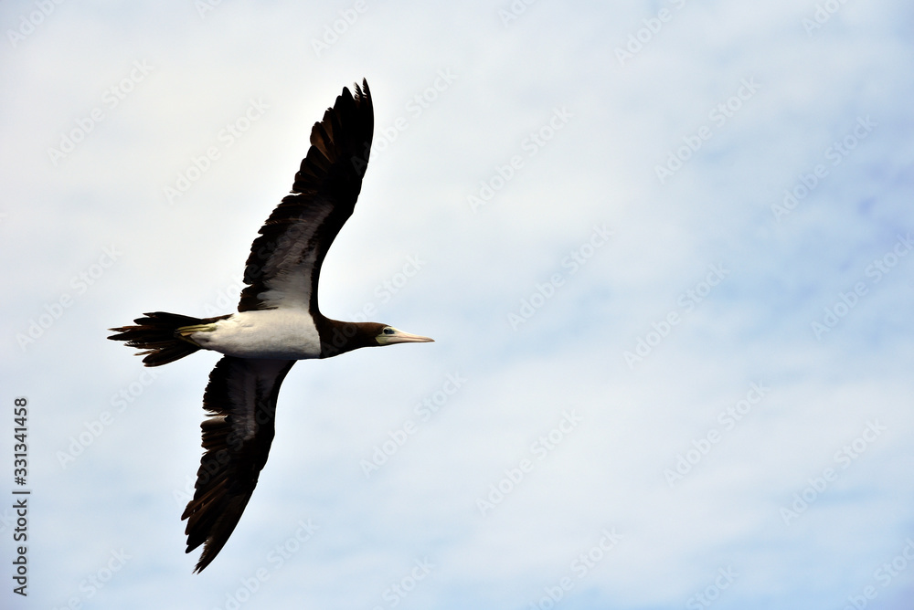 Fototapeta premium Seabird Brown Booby (Sula leucogaster) flying on the white, cloudy sky background.