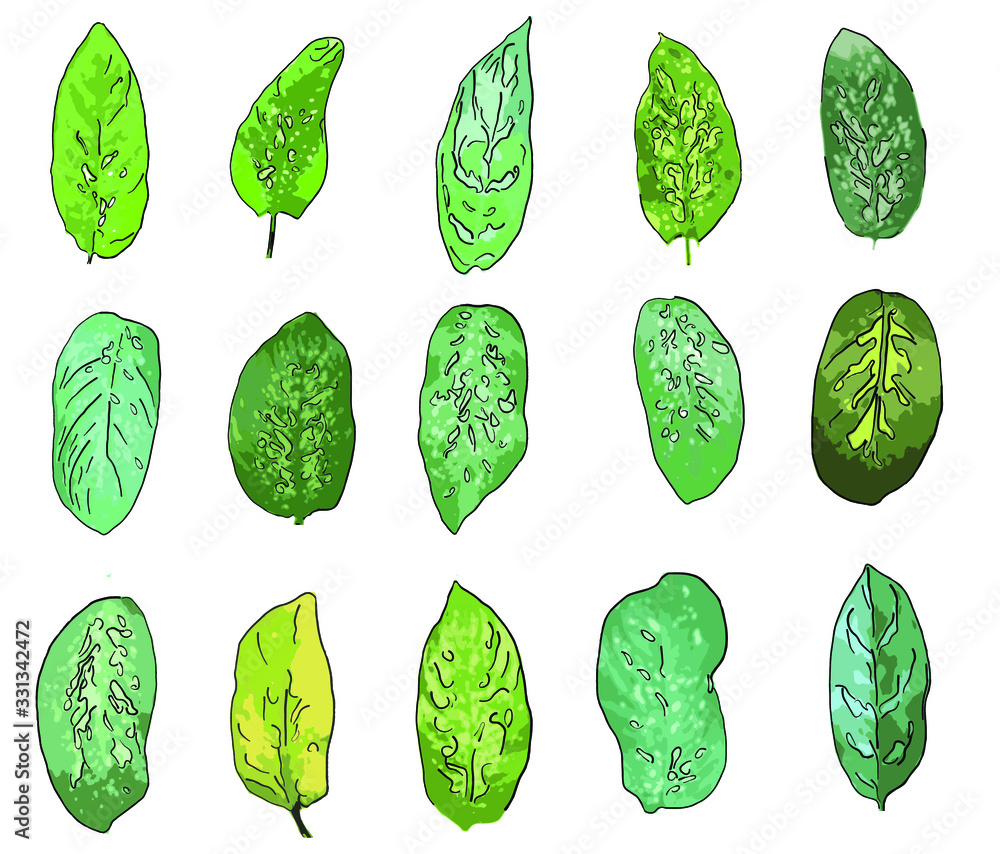 Tropical leaves collection. Vector isolated elements on the white background Tropical leaves collection. Vector isolated elements on the white background