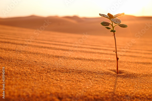 Obraz na plátně A young plant growing on a desert land at sunrise