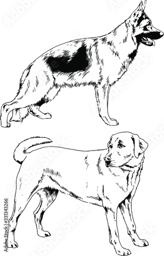 vector drawings sketches pedigree dogs in the racks drawn in ink by hand   objects with no background