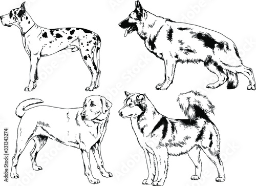 vector drawings sketches pedigree dogs in the racks drawn in ink by hand   objects with no background