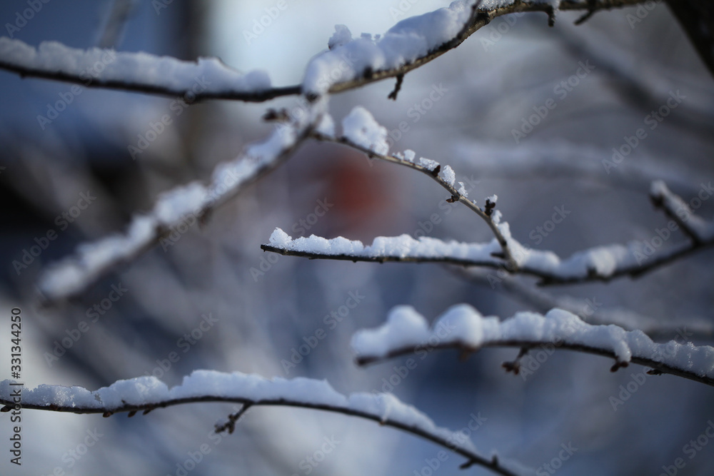Flakes of snow on branch. Selective focus of Snowflake on tree during winter, shallow depth of field Flakes of snow on branch. Selective focus of Snowflake on tree during winter, shallow depth of field