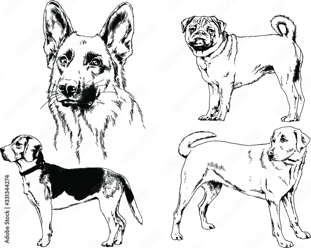 vector drawings sketches pedigree dogs in the racks drawn in ink by hand , objects with no background