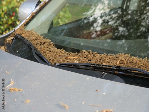 Photography The yellowish-beige, wormlike danglers that are covering cars parked under oak t