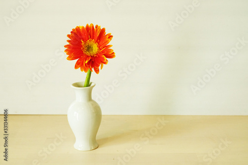Orange Gerbera Daisy in vase on white background