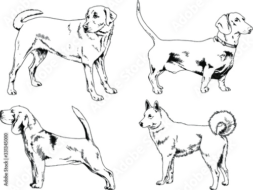 vector drawings sketches pedigree dogs in the racks drawn in ink by hand   objects with no background