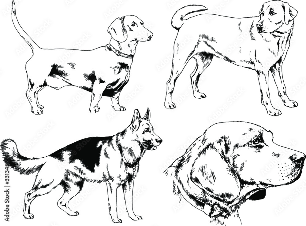 vector drawings sketches pedigree dogs in the racks drawn in ink by hand , objects with no background