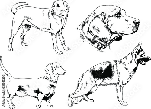 vector drawings sketches pedigree dogs in the racks drawn in ink by hand   objects with no background