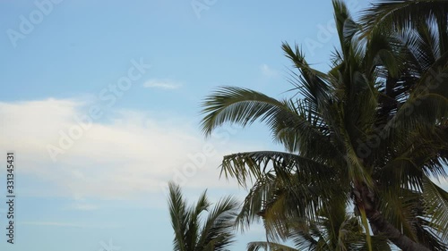 Wallpaper Mural Lush Leaves Of Tall Coconut Trees In Fiji Waving In The Air With Birds Flying Under The Bright Blue Sky - Low Angle Narrow Shot Torontodigital.ca