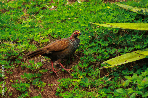 Buffy-crowned Wood-Partridge, Dendrortyx leucophrys. Quail in the middle of green scenery, with a Xanthorrhoeaceae plant. photo