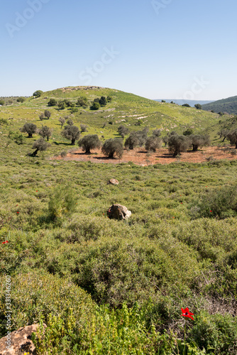 Tel Yodfat National Park photo