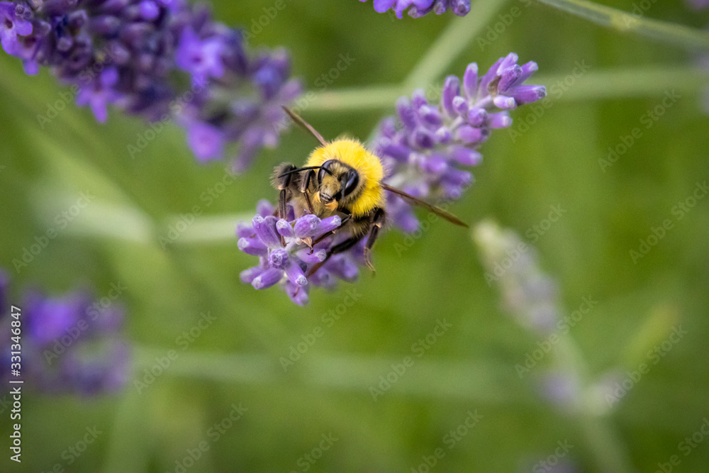 Bumblebee (Bombus) on Lavender (Lavandula) Bumblebee (Bombus) on Lavender (Lavandula)