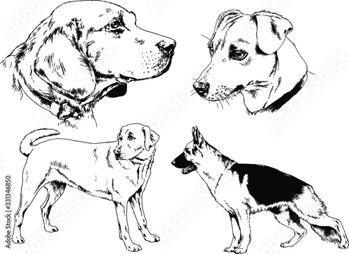 vector drawings sketches pedigree dogs in the racks drawn in ink by hand , objects with no background