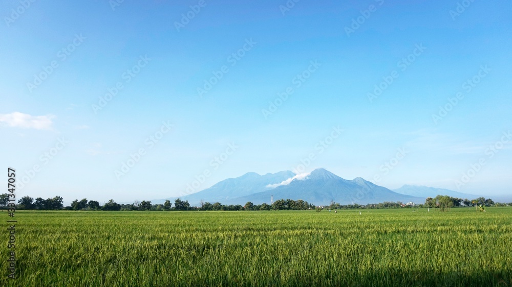 Mountain View from Ricefield