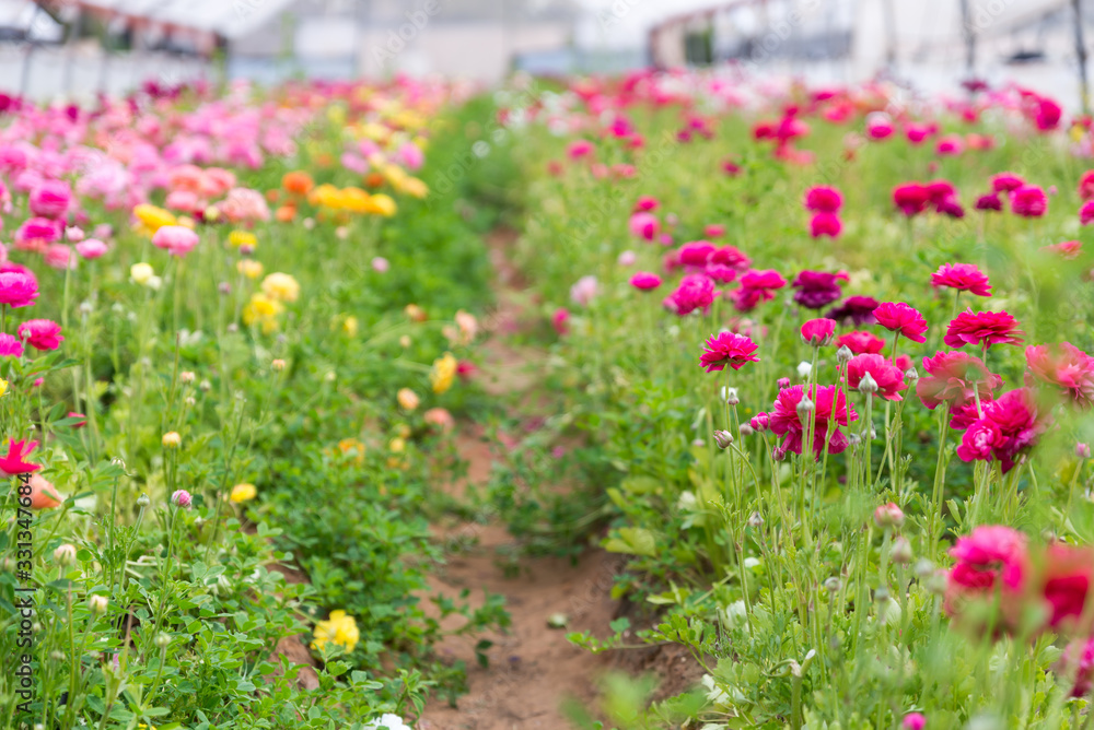 Fototapeta premium The strawberry and the flower - self picking
