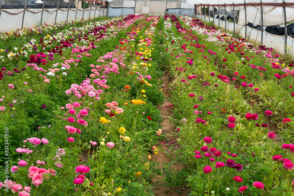 The strawberry and the flower - self picking The strawberry and the flower - self picking
