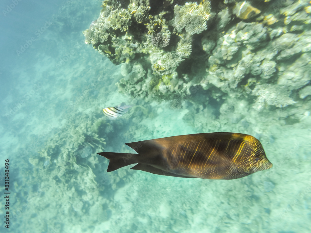 Fototapeta premium Fish at Sea - Desjardins Sailing Zebrasome. Underwater shot in the Red Sea, Egypt. Beautiful underwater world. 