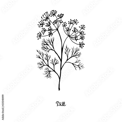Spicy herbs are grown in the garden. Dill. Vector illustration is drawn by hand. Doodle style.
