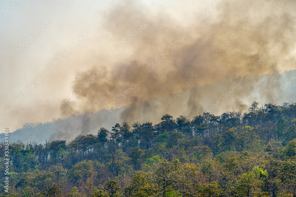 Amazon rain forest fire disaster is burning caused by humans Amazon rain forest fire disaster is burning caused by humans