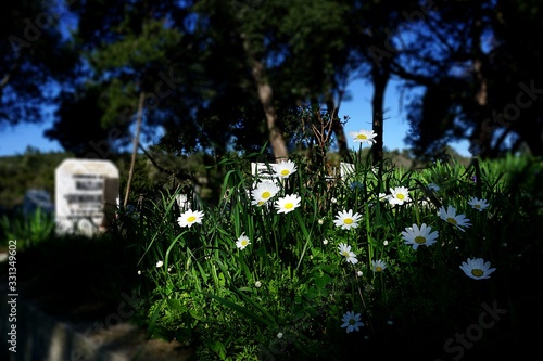 Aweking of the Nature in th Muslim Cimetery photo