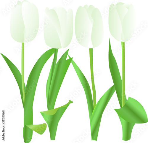 Spring white tulip vector illustration