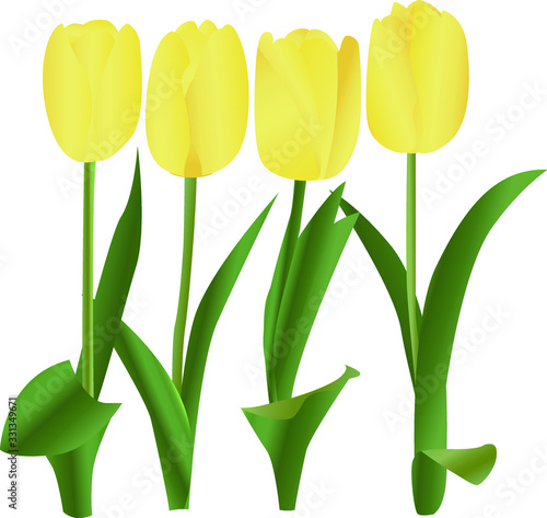 Spring yellow tulip vector illustration